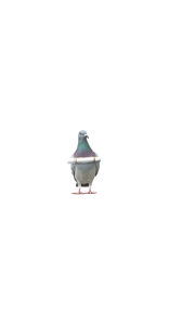 pigeon3